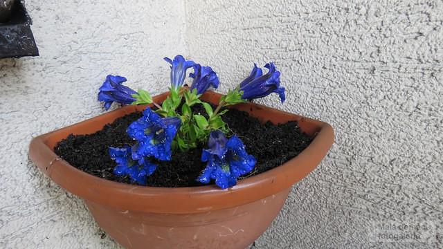 Orosení