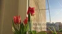 Tulipány